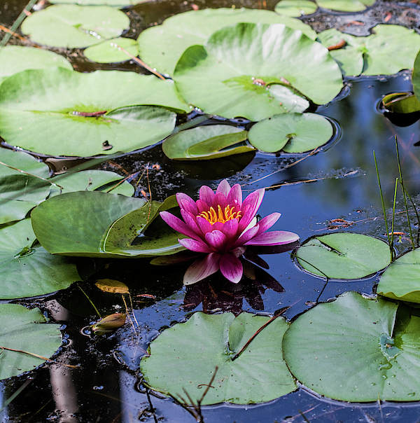 Lovely Dark Pink Waterlilies on Pond by Kathy Clark Lovely Dark Pink Waterlilies on Pond by Kathy Clark